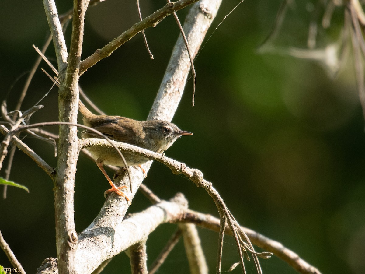 Black-throated Prinia - ML516528411