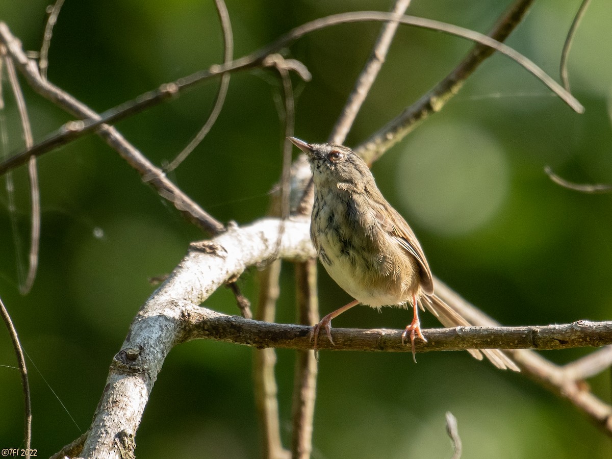 Black-throated Prinia - ML516528551