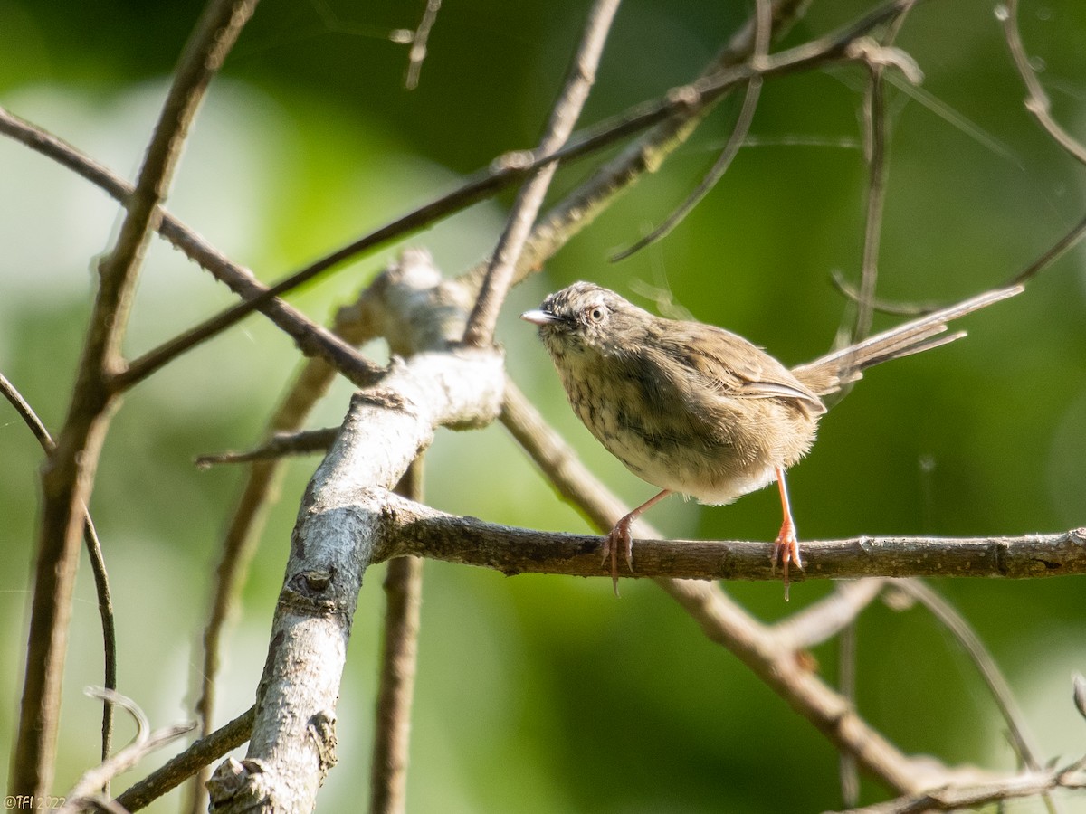 Black-throated Prinia - ML516528611