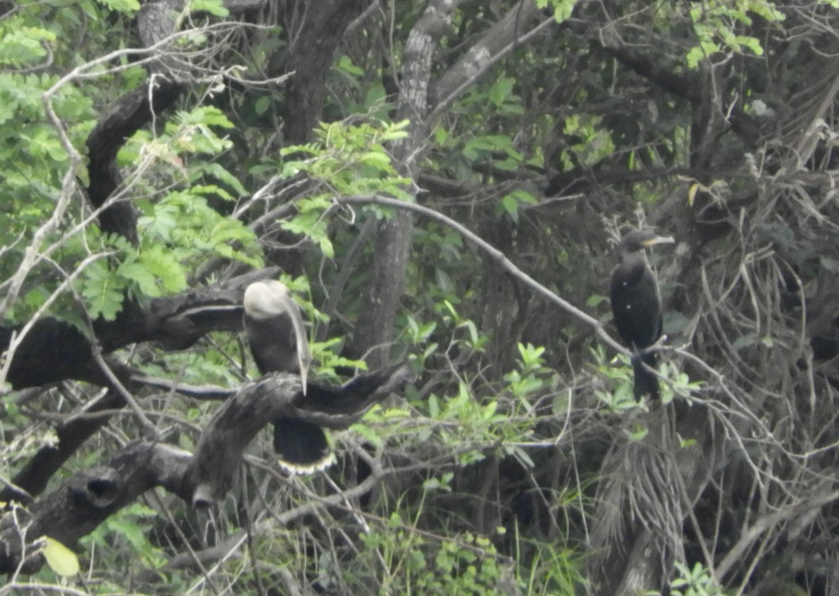 anhinga americká - ML516529041