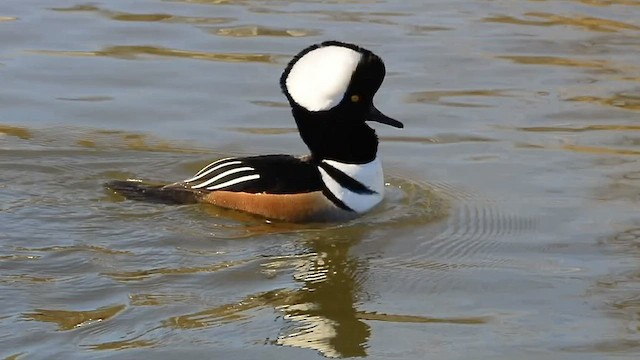 Hooded Merganser - ML516529061