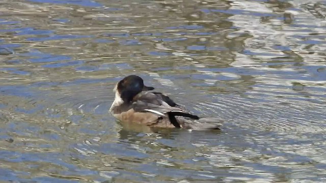 Hooded Merganser - ML516529141