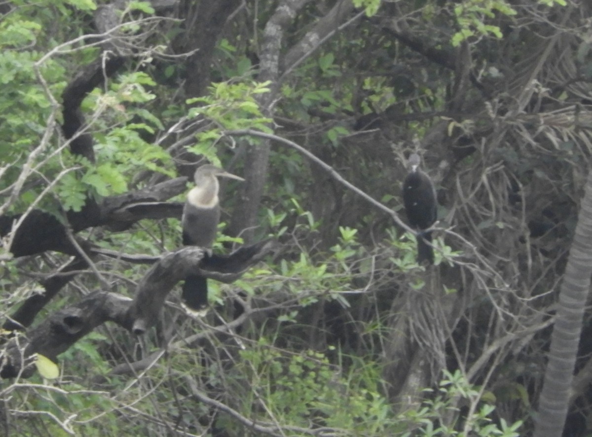 anhinga americká - ML516529591