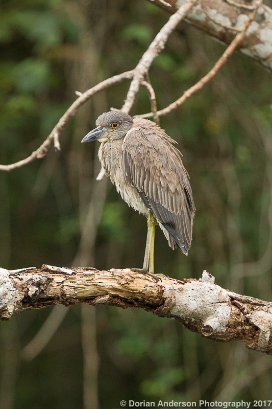 Yellow-crowned Night Heron - ML51653101