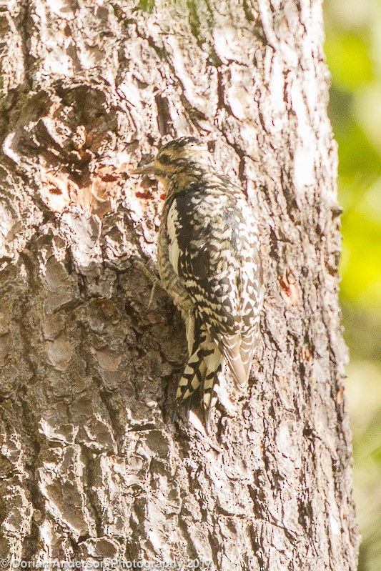 Yellow-bellied Sapsucker - Dorian Anderson