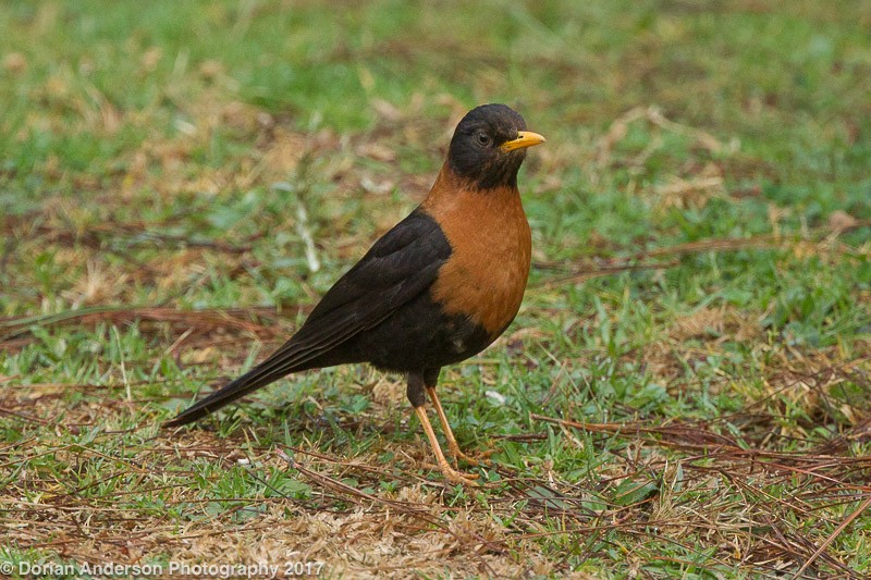 Rufous-collared Robin - ML51653311