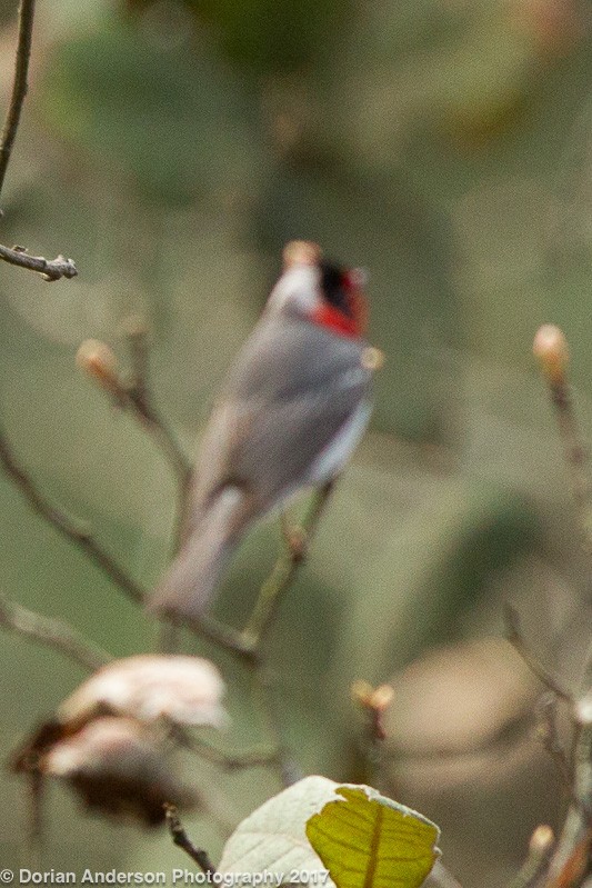 Paruline à face rouge - ML51653371