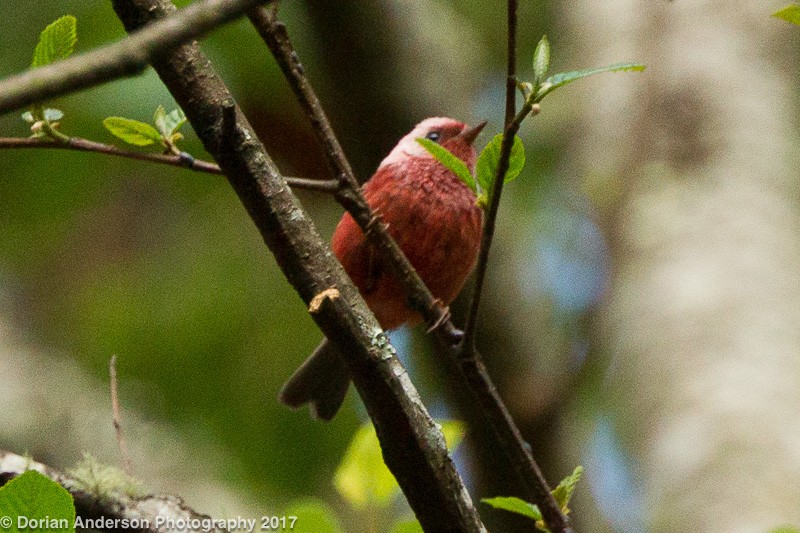 Pink-headed Warbler - Dorian Anderson