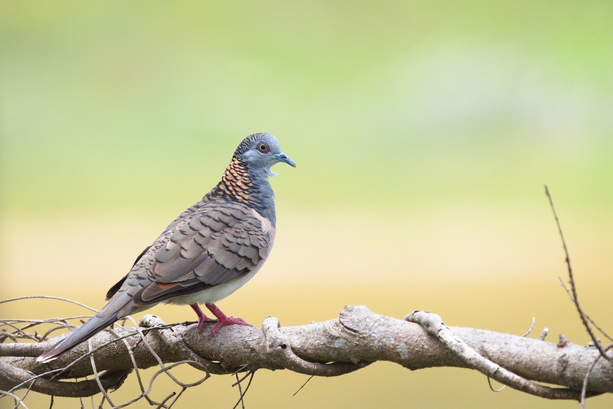 Bar-shouldered Dove - ML516534531