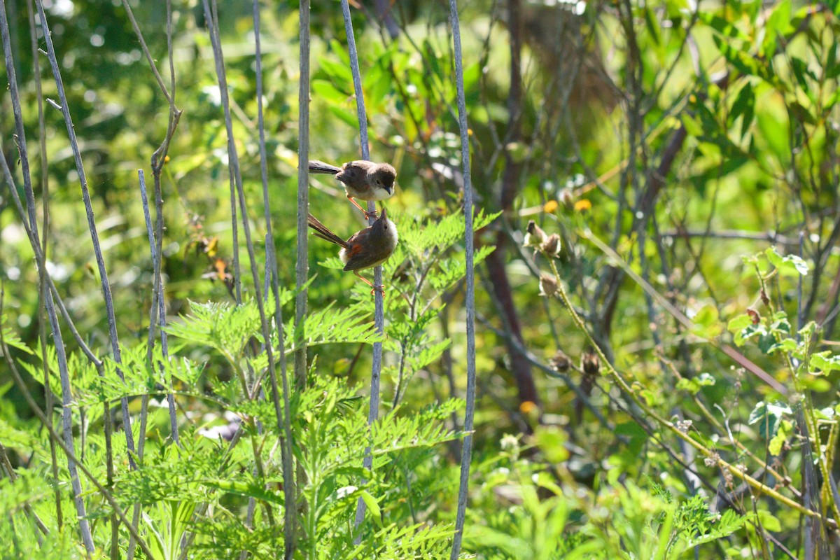 Red-backed Fairywren - James Wareing