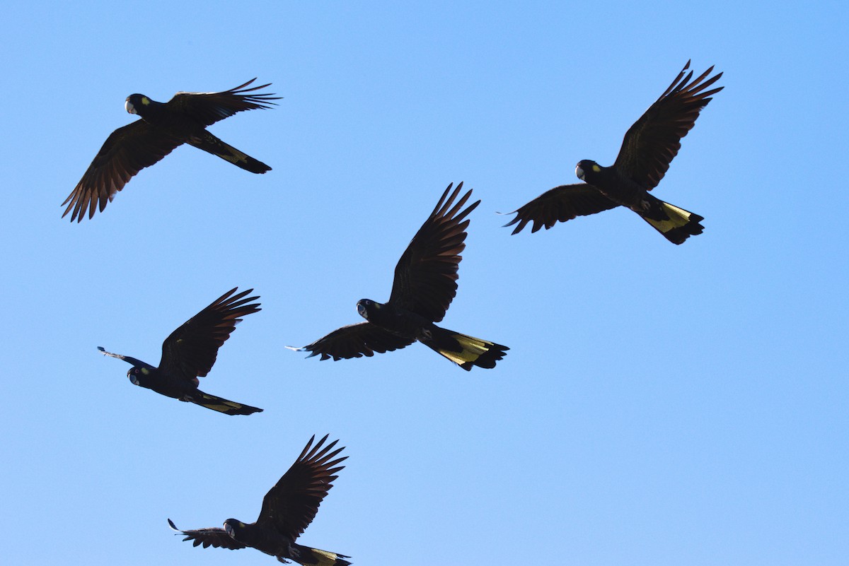 Yellow-tailed Black-Cockatoo - ML516534761