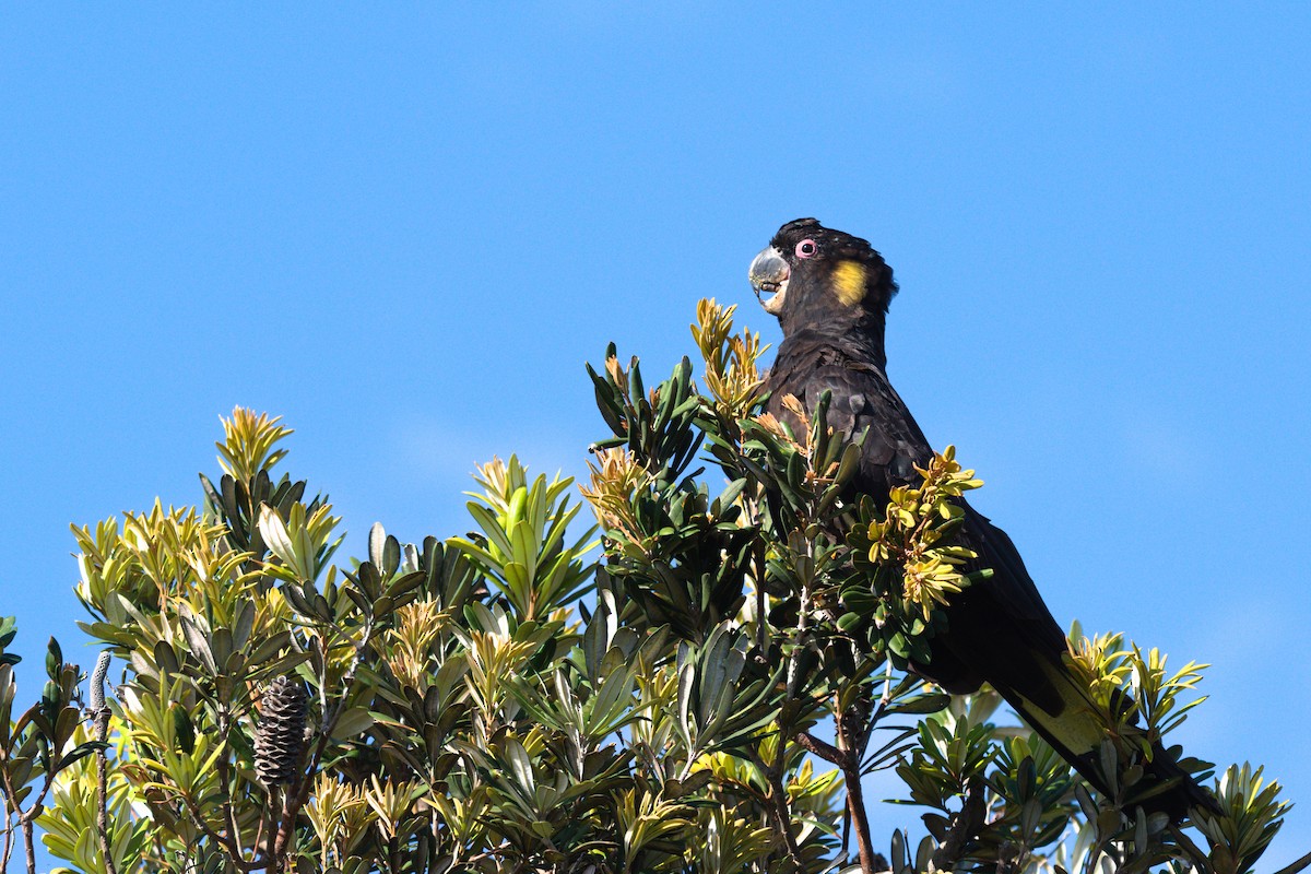 Cacatúa Fúnebre Coliamarilla - ML516534771