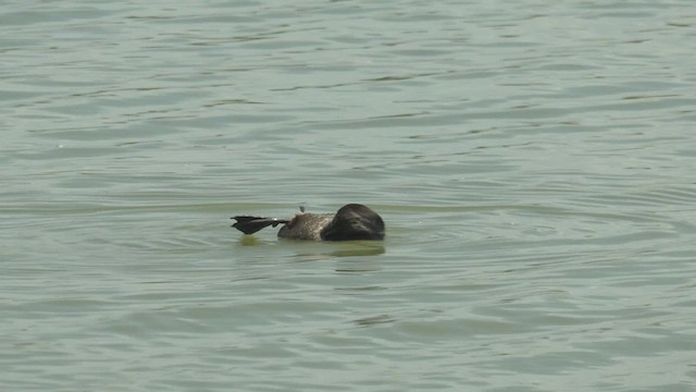 Musk Duck - ML516534831