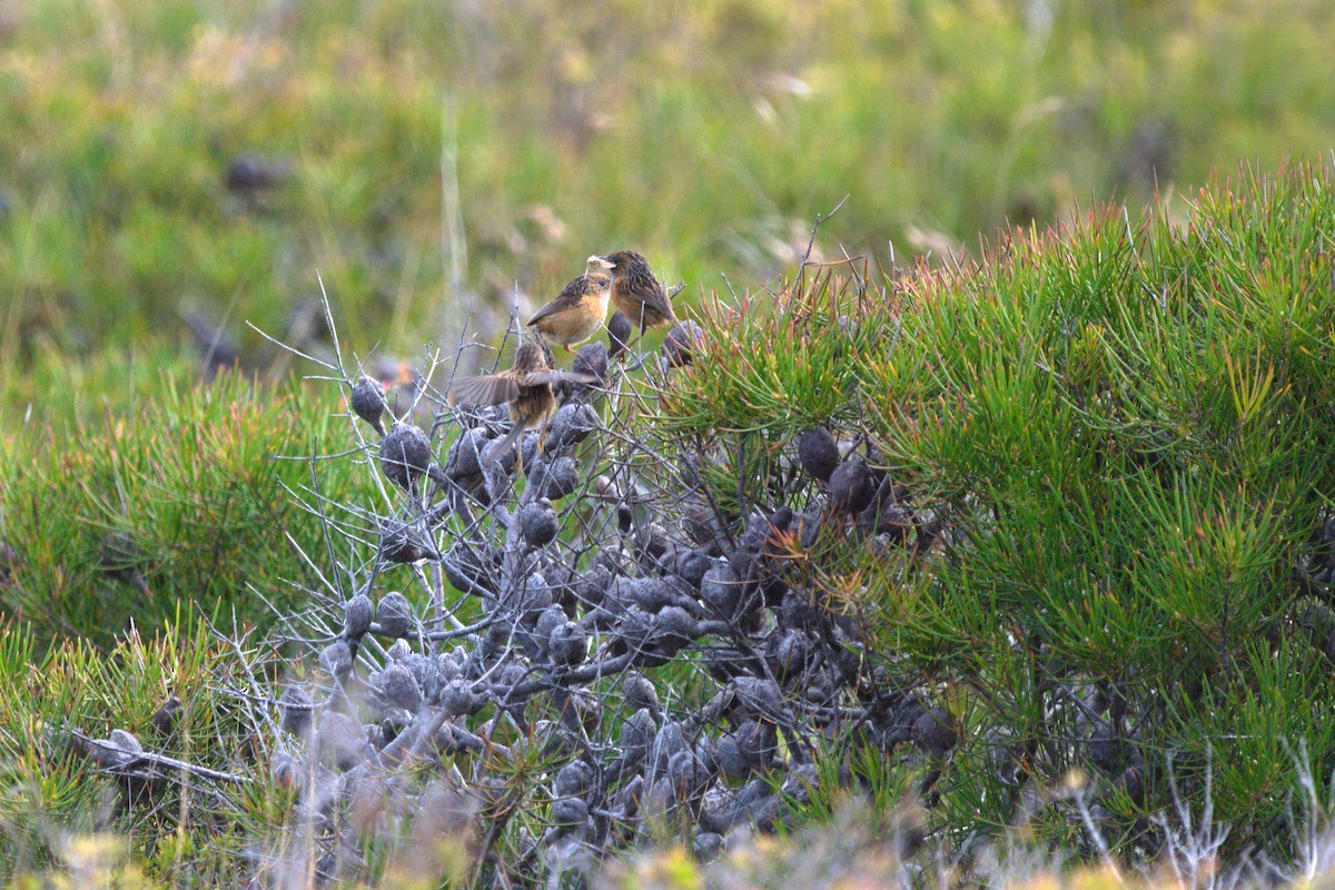 Southern Emuwren - ML516535081