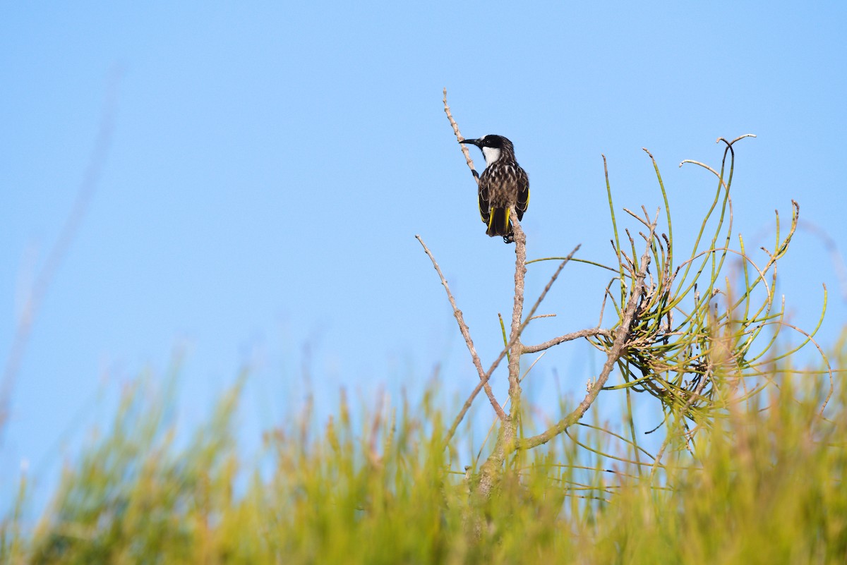 White-cheeked Honeyeater - ML516535241