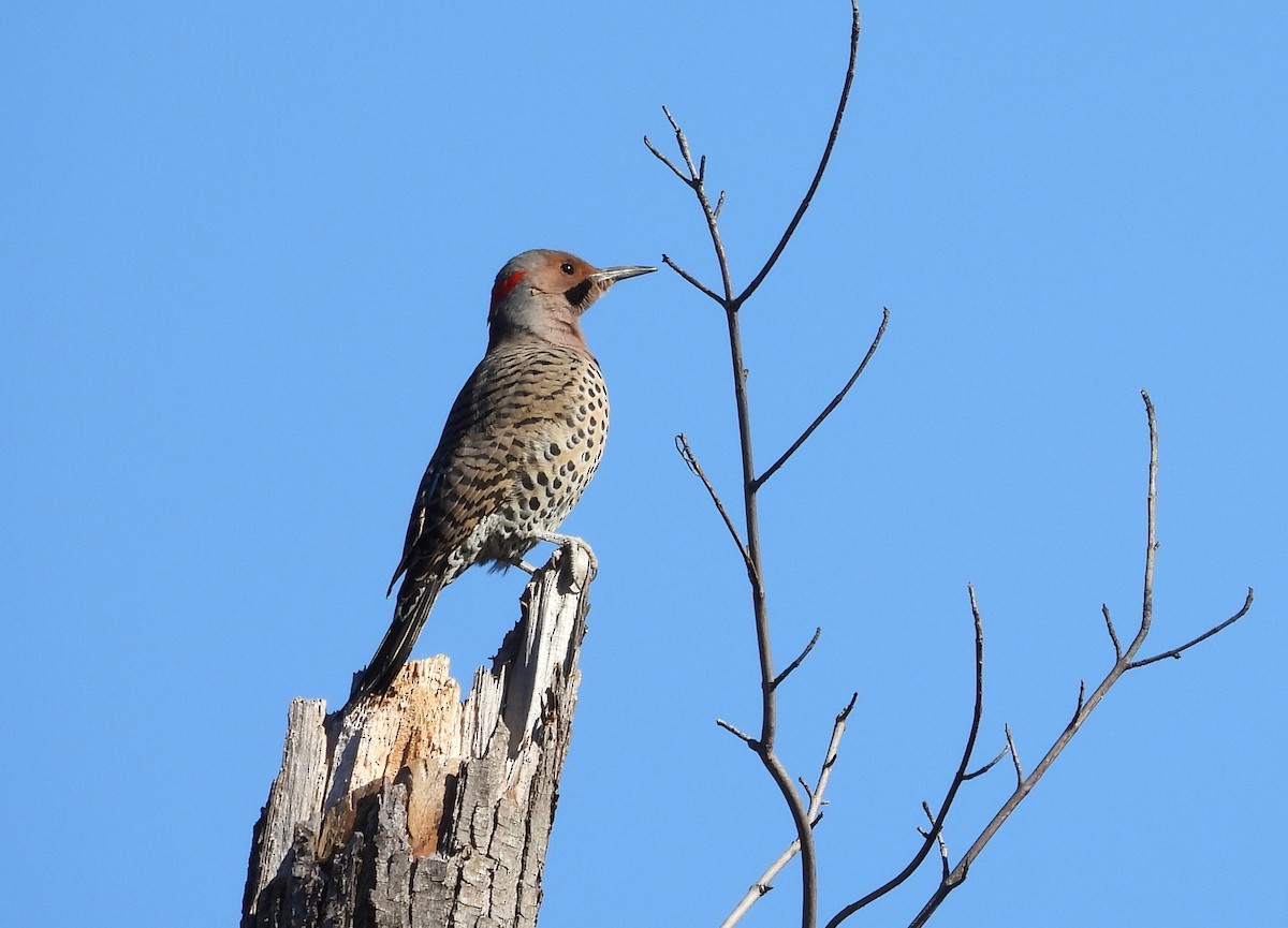 Northern Flicker (Yellow-shafted) - ML516535551