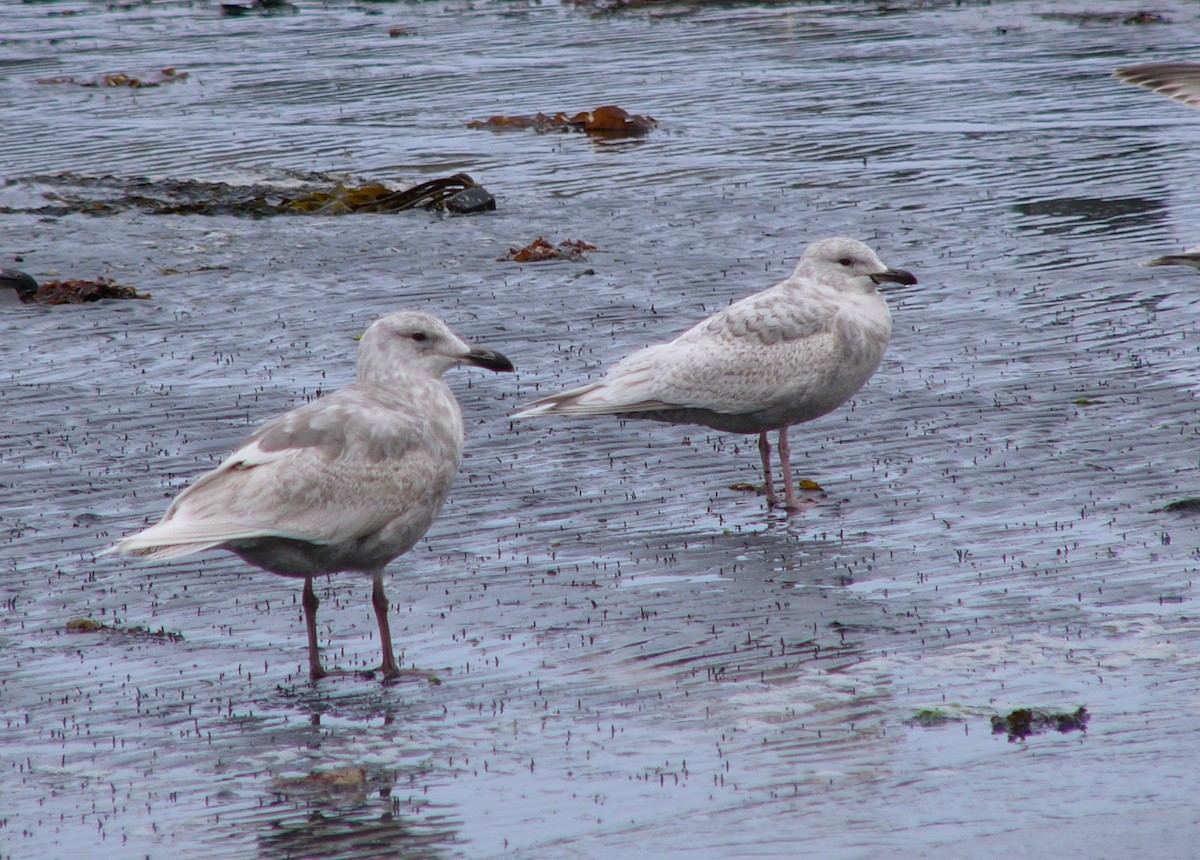 Kaio hegalzuria (kumlieni) - ML516538061