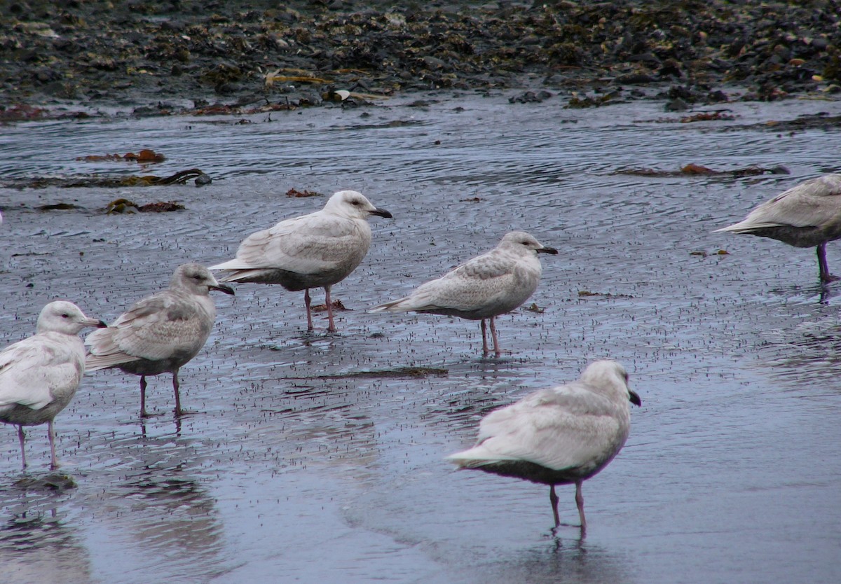 Kaio hegalzuria (kumlieni) - ML516538071