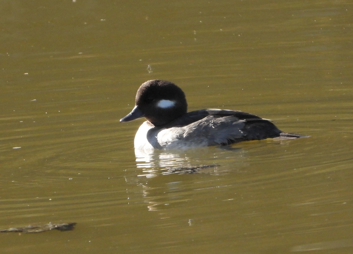 Bufflehead - ML516538191