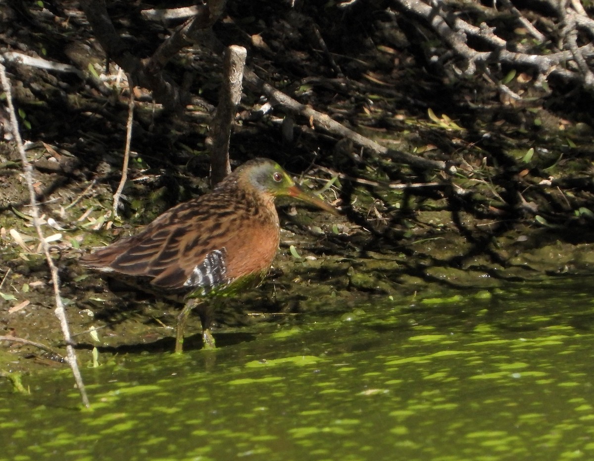 Virginia Rail - ML516538311