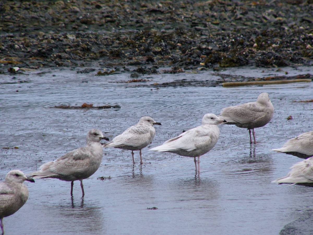 Ipar-kaioa - ML516538391