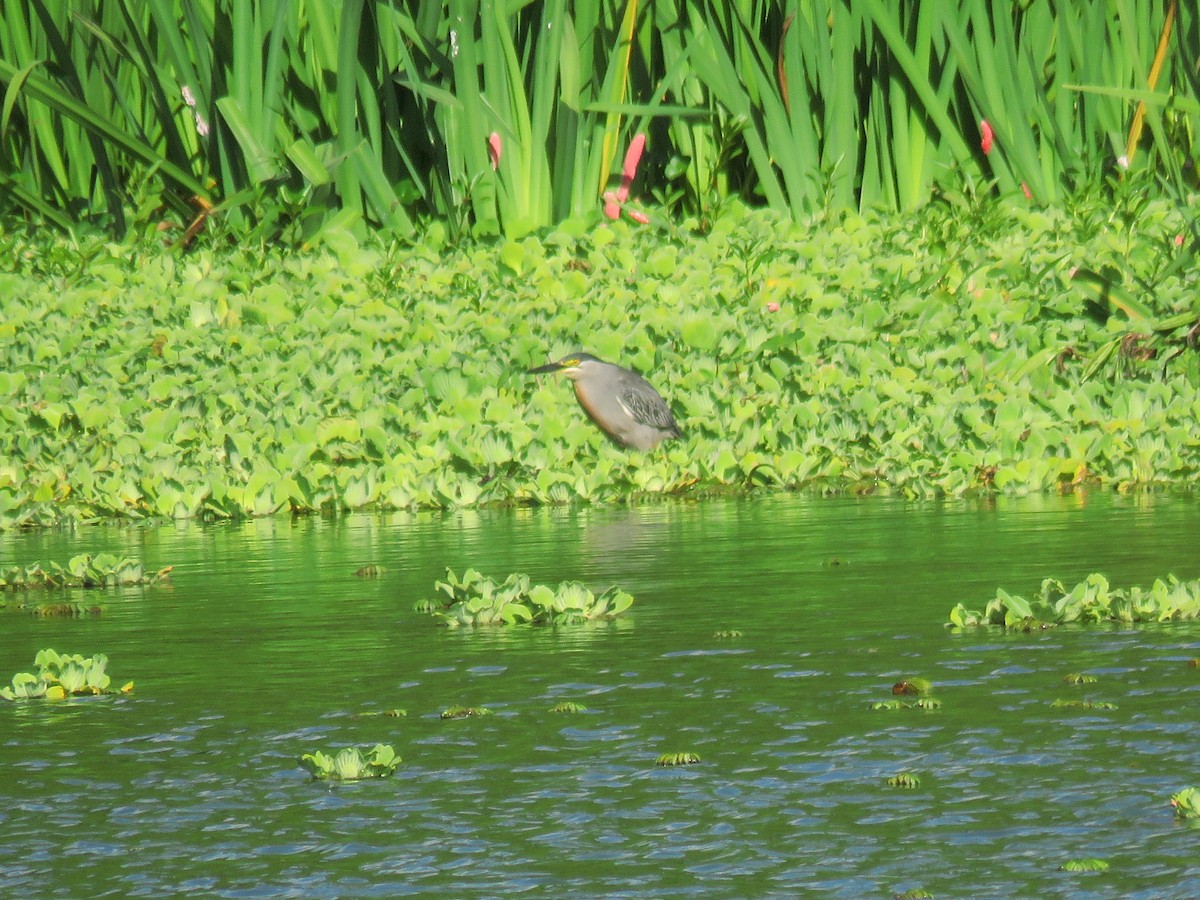 Striated Heron - ML516539991