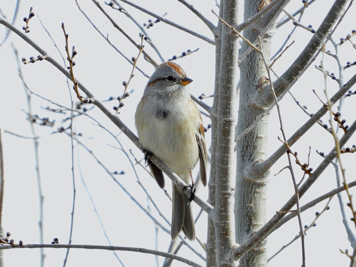 American Tree Sparrow - ML516540141