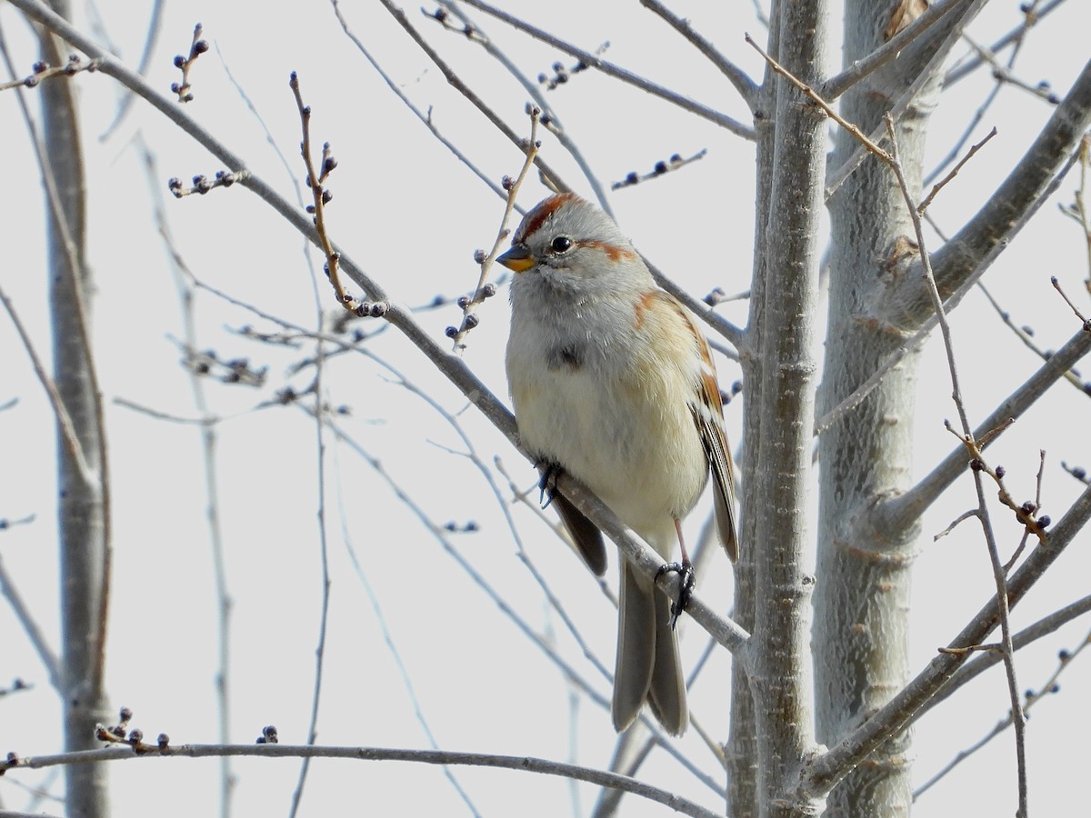 American Tree Sparrow - ML516540151