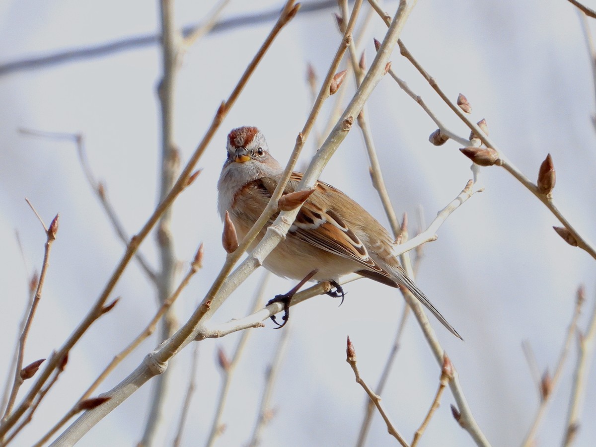 American Tree Sparrow - ML516540161