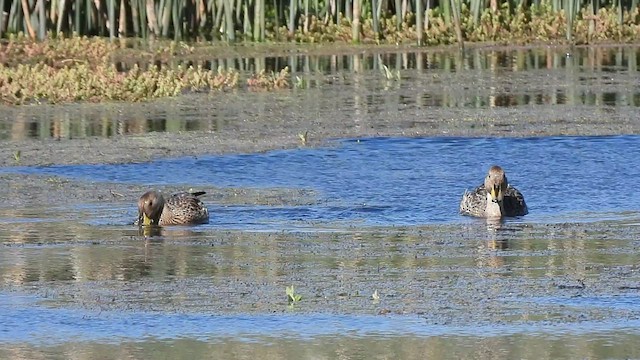 Yellow-billed Pintail - ML516540361