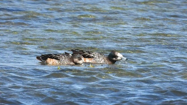 Chiloe Wigeon - ML516540701