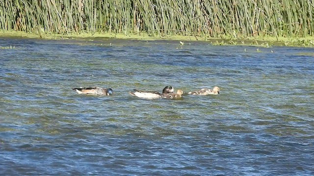 Chiloe Wigeon - ML516540711