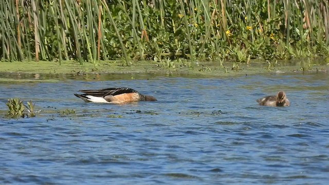 Canard de Chiloé - ML516540721