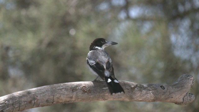 Gray Butcherbird - ML516541151