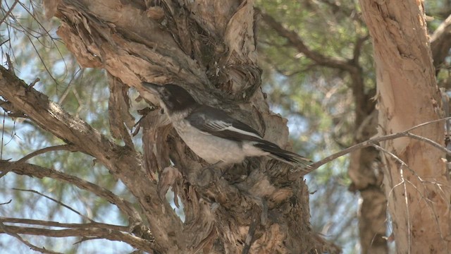 Gray Butcherbird - ML516541291