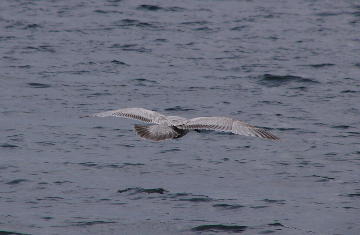 Kaio hegalzuria (thayeri) - ML516541321