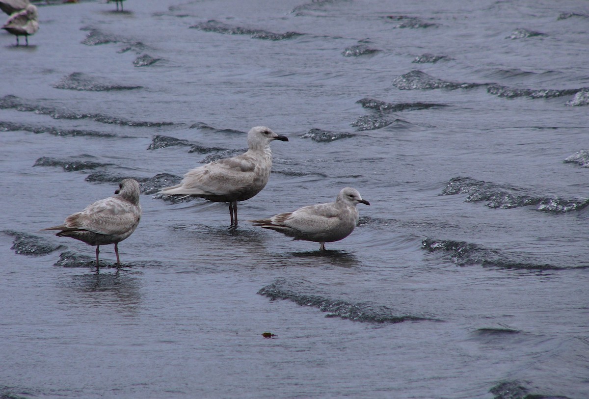 Kaio hegalzuria (thayeri) - ML516541341