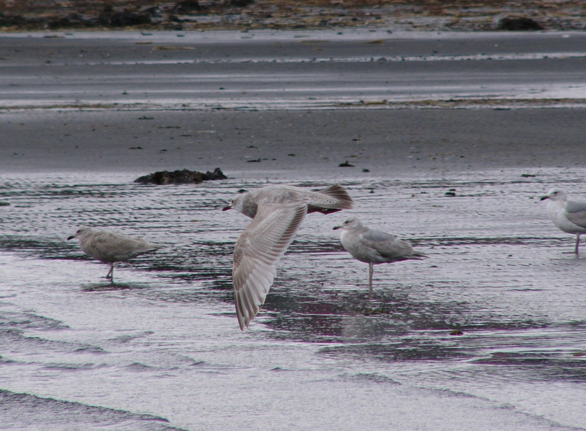 Kaio hegalzuria (thayeri) - ML516541351