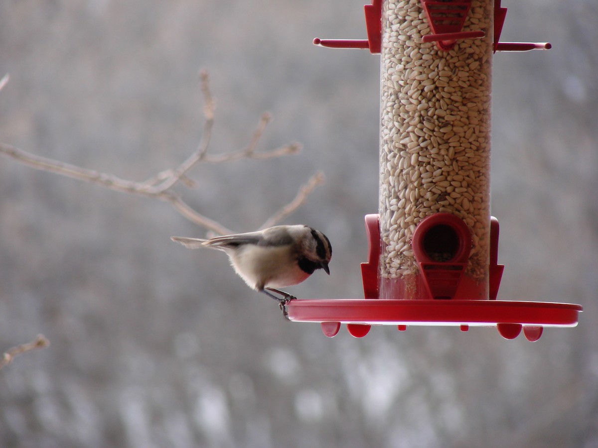 Mountain Chickadee - ML51654141