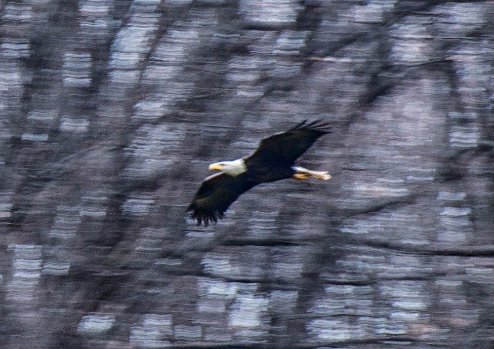 Bald Eagle - ML51654161