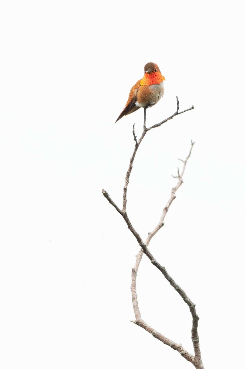 Rufous Hummingbird - ML516546621