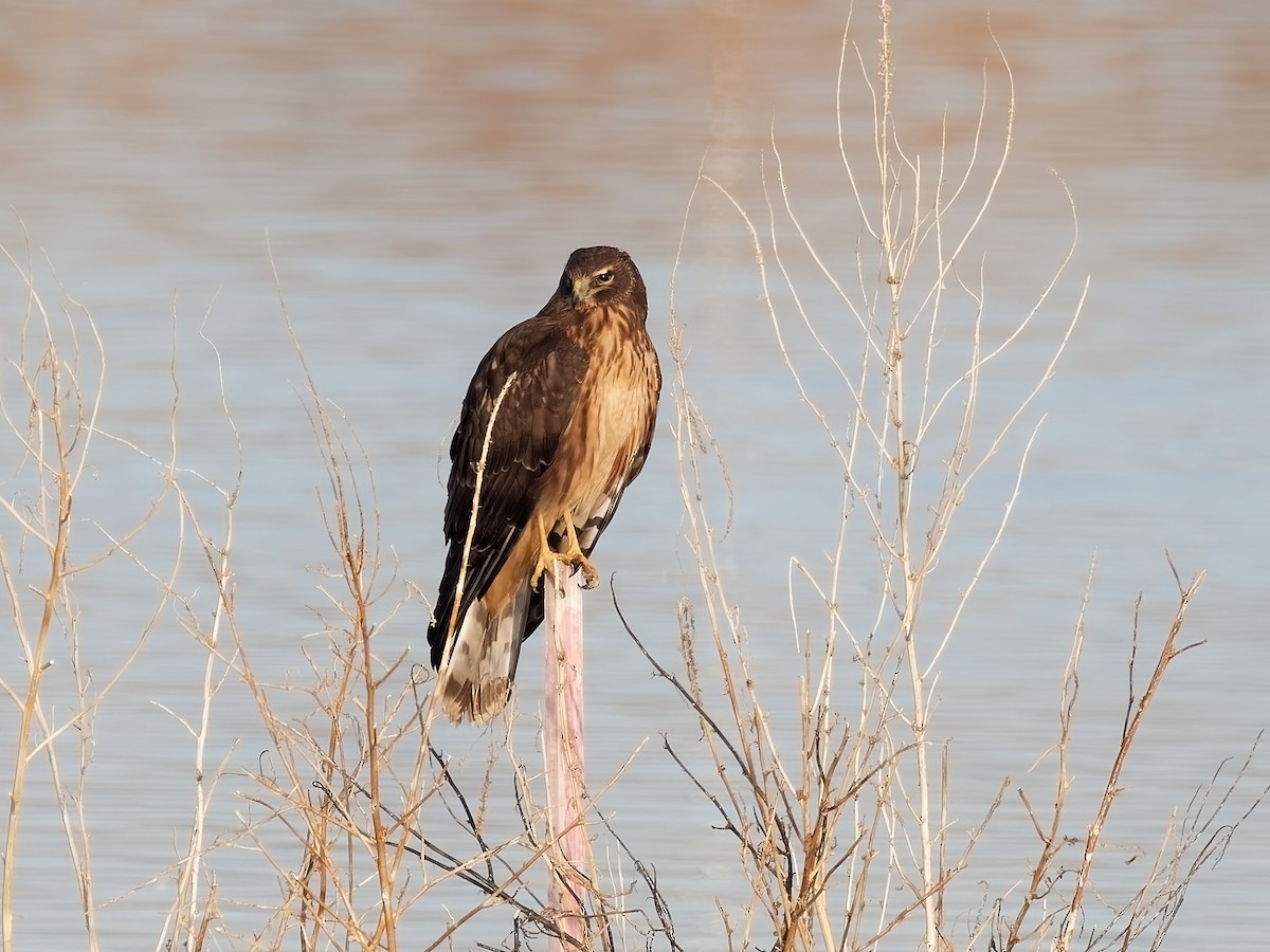 Northern Harrier - Pierre Deviche