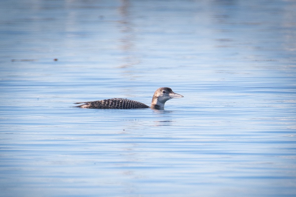 Common Loon - Madeleine Claire
