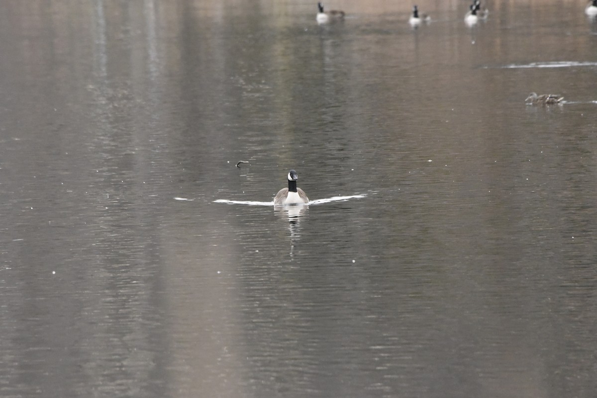 Canada Goose - ML51655001