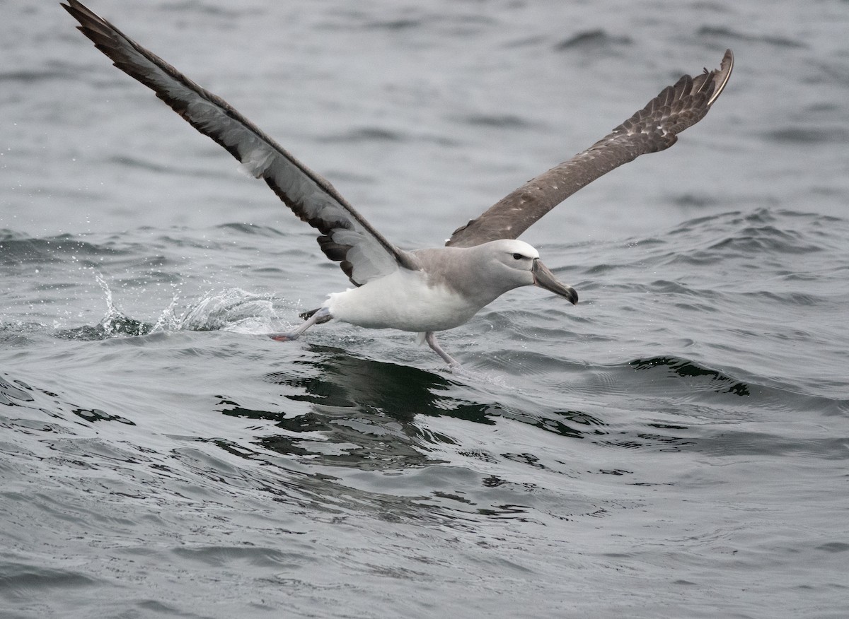 Albatros de Salvin - ML516550101