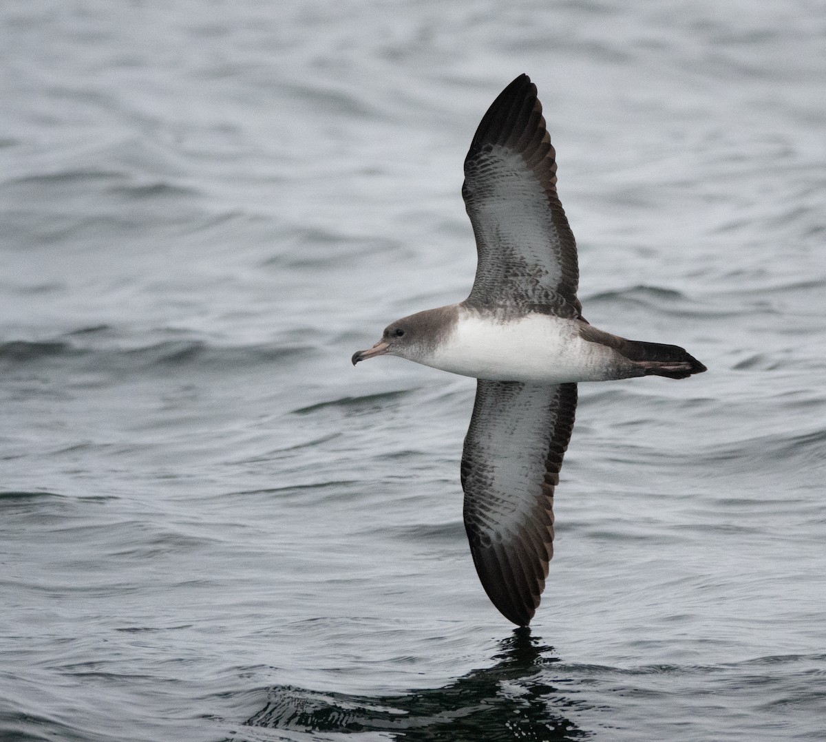 Puffin à pieds roses - ML516550241