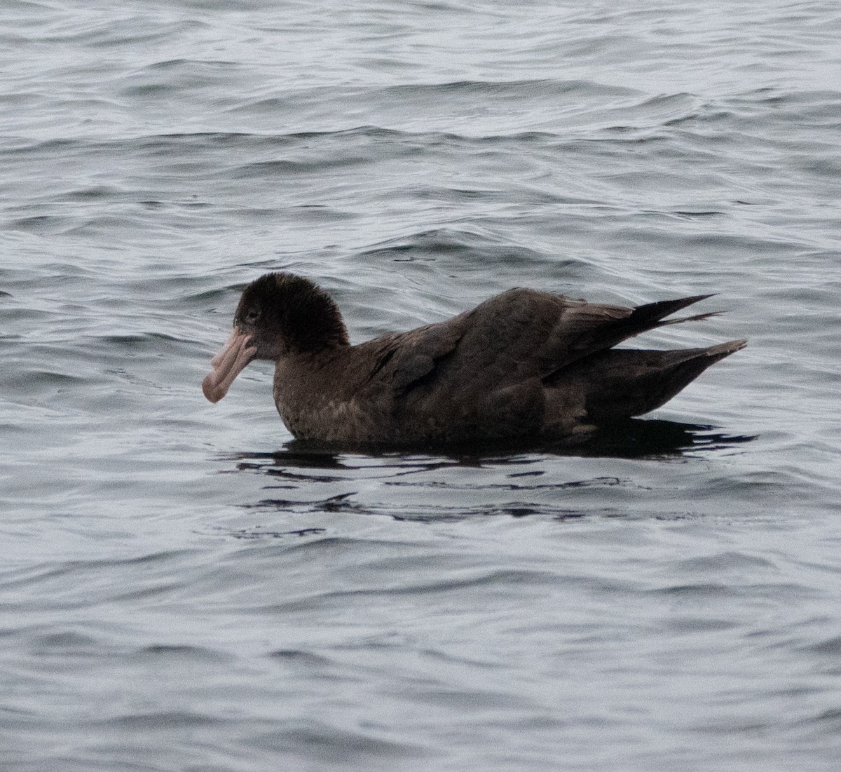 Northern Giant-Petrel - ML516550771