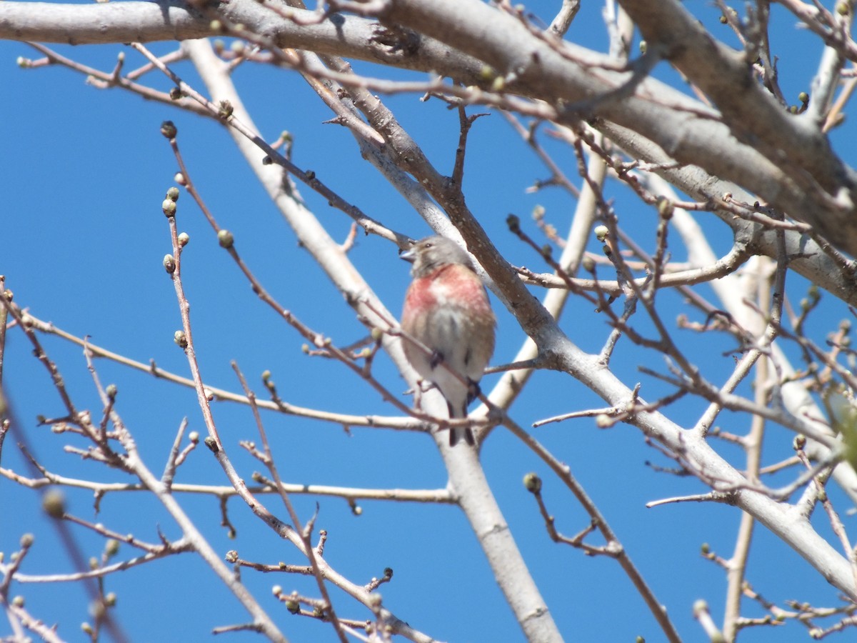 Eurasian Linnet - ML51655141