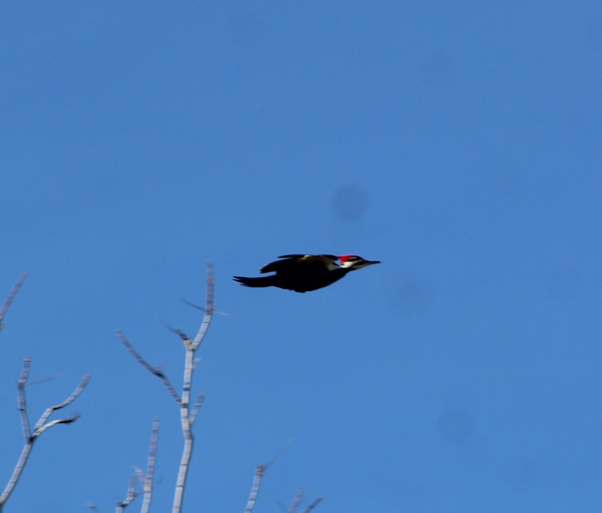 Pileated Woodpecker - ML516551921