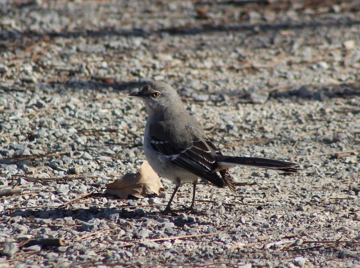 Northern Mockingbird - ML516552111